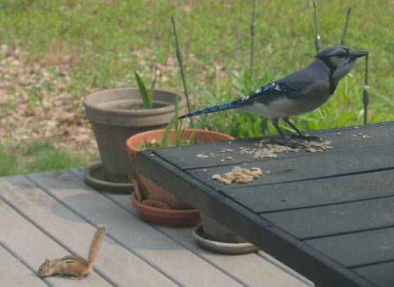A blue jay eats sunflower seeds on a table on my deck. In the background, a chipmunk looks for seeds on the deck.