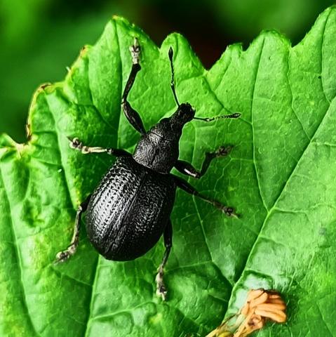 nahaufnahme, makro, quadratischer ausschnitt. ein schwarzer rüsselkäfer sitzt auf einem saftig grünen blatt, wir blicken ihm von oben auf den rücken. die rund gewölbten deckflügel glänzen im diffusen licht und machen so die feine narbung in form von längs und parallel verlaufenden punktreihen sichtbar. der halb so breite halsschild ist noch feiner genarbt, dafür unregelmäßig, lederartig. er geht fast absatzlos in den kopf über, der in einem eher kurzen, dafür sehr kräftigen rüssel endet. die geknieten, also in der mitte abgeknickten fühler entsprießen fast aber nicht ganz vorne am rüssel.