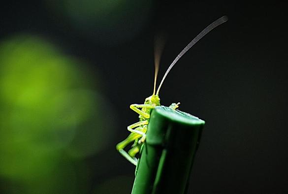Le fond de l'image est d'un vert bouteille éclairé par une grande tache vert pomme à gauche. Au centre de l'image,  la partie supérieure d'un tuteur en plastique vert cache en partie le corps vert clair d'une petite sauterelle dont les grandes antennes captent la lumière.