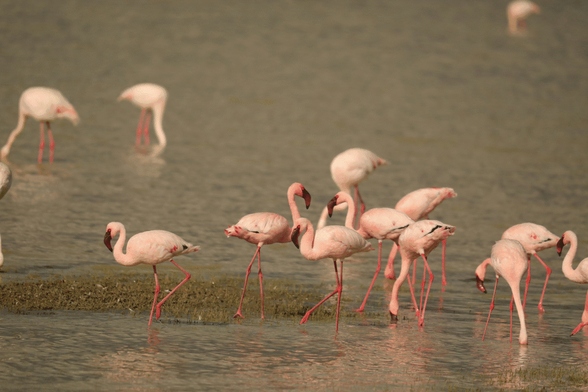 A group of flamingos standing in shallow muddy water.