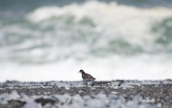 Extreme zoom of a tiny shore bird (Red-necked Pharalope), beak open, calling to its flock mates as it trots across the beach. The beach is made of mostly dark pebbles and has been inundated with velellae (by-the-wind sailor jellyfish). The foreground and background are both out of focus, creating a vignette for the bird. The beach pebbles were built up into a kind of berm during the previous high tide so the cresting, frothy wave in the background appears closer due to the camera perspective. Sharp Park Beach, Pacifica May 2025