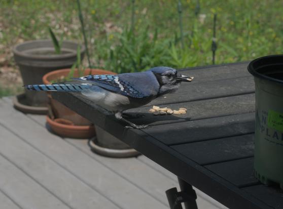 A blue jay eats peanuts on a table on my deck.