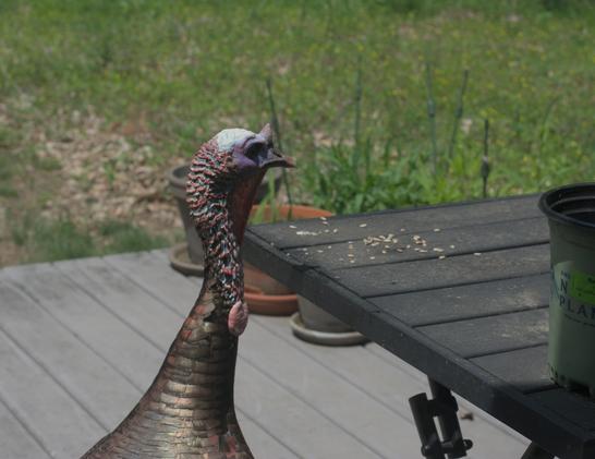 A wild turkey eats sunflower seeds on a table on my deck. The turkey is big enough to get to the seeds while standing on the deck.