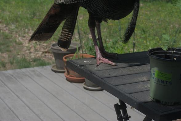 The turkey decided to get onto the table. It is so big that only the feet, tail, and beard are visible in the photo.