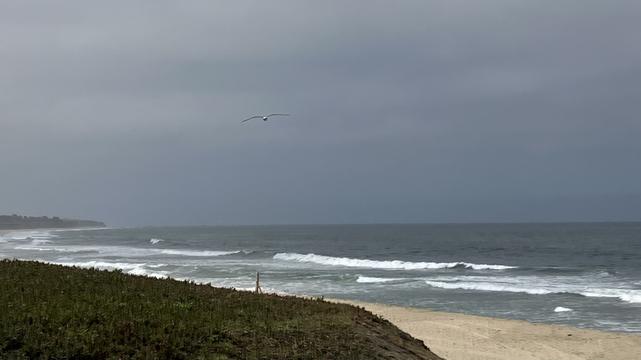 A lone gull, wings spread, flying over the ocean right near the beach on an overcast day. The ocean is pretty calm, with just small waves breaking at the shore.