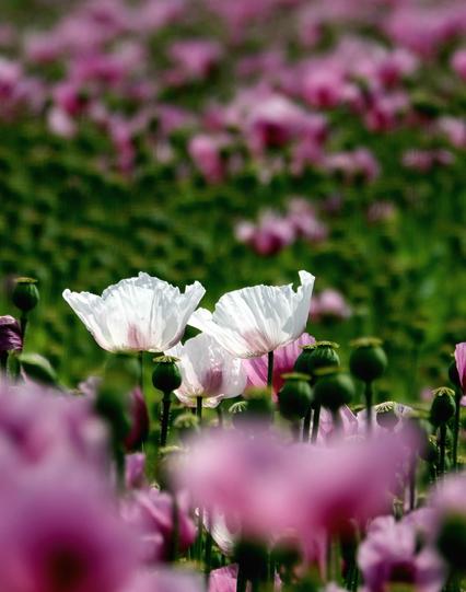 Das Bild zeigt eine idyllische Landschaft mit einer Vielzahl von Blumen. Im Vordergrund sind drei weiße Papaverblüten mit feinen, zarten Blütenblättern zu sehen, die sich von den umliegenden pinken Blüten abheben. Die weißen Blüten haben eine subtile Rosa-Färbung am Rand und stehen auf hohen, grünen Stängeln. Um sie herum sind zahlreiche grüne, unblühende Stängel zu erkennen, die die Blüten tragen werden. Im Hintergrund erstreckt sich ein Meer aus pinken Blüten, die in verschiedenen Stadien der Blüte stehen. Die Blüten sind leicht verschwommen, was die weißen Blüten im Vordergrund hervorhebt. Die gesamte Szene ist von einer natürlichen, friedlichen Atmosphäre geprägt, die durch die harmonische Farbpalette und die dichte Blumenlandschaft unterstrichen wird.
