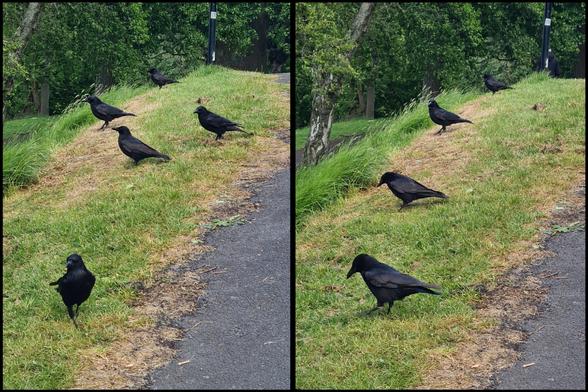 Two photos of a group of crows, one where they are randomly positioned and a second where they are lined up, equally spaced and all facing the same direction.