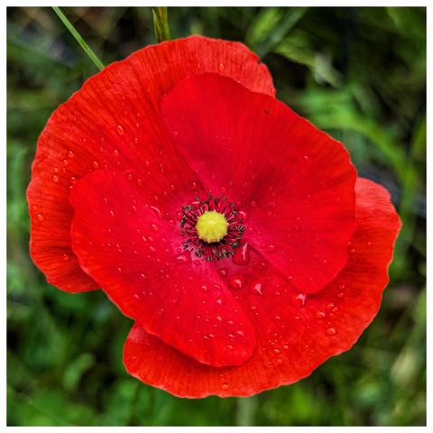 A close-up, high-angle shot of a vibrant red poppy, viewed from directly above. The delicate petals are covered in tiny water droplets, suggesting recent rain or dew. In the centre, the bright yellow-green pistil is surrounded by dark, almost black, stamens. The background is a soft, out-of-focus blur of green foliage.