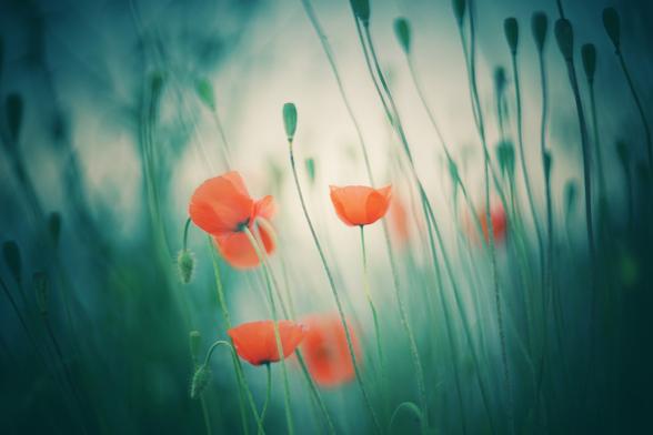 Sehr zartes und weichgezeichnetes Foto von Mohnblüten zwischen grünen Halmen. Es wirkt fast wie ein Gemälde.