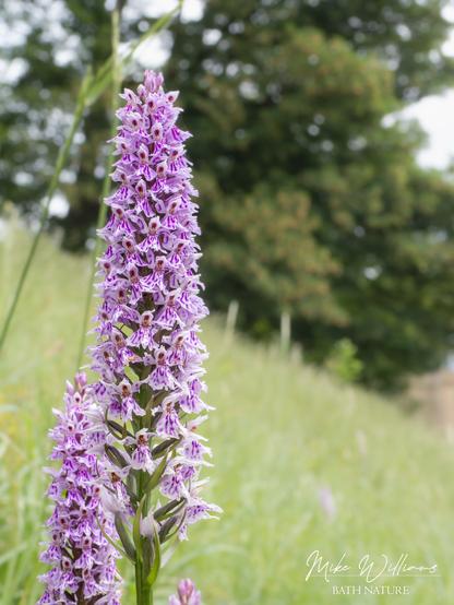 An orchid with pink flowers with purple markings