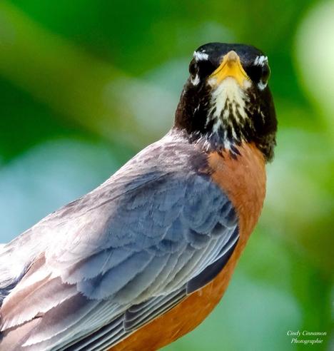 Un Merle d’Amerique. Photographie par Cindy Cinnamon