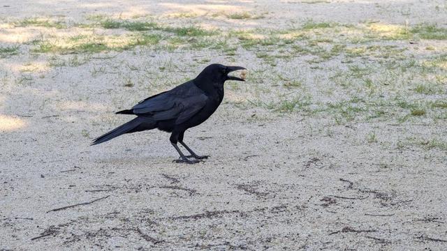 Mr Crow with two peanuts in his beak.