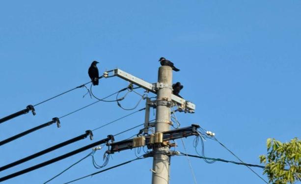 Ms Crow, Junior 1 and Junior 2 on a utility pole and watching me and Mr Crow below.