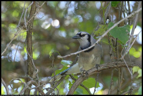 A Blue Jay (Cyanocitta cristata) was standing on a wild grape vine in Norman, Oklahoma, United States on May 9, 2025. This is the crosstimbers ecosystem.