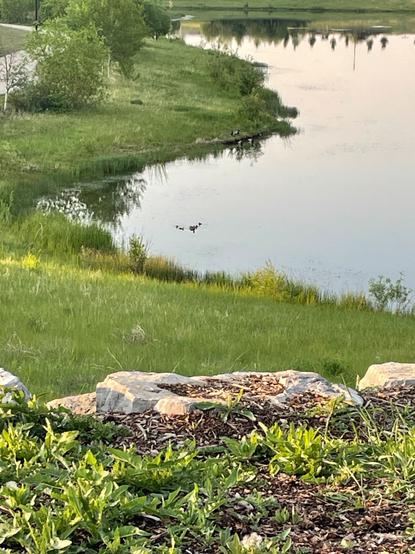 A mother duck is leading ducklings on a serene pond.