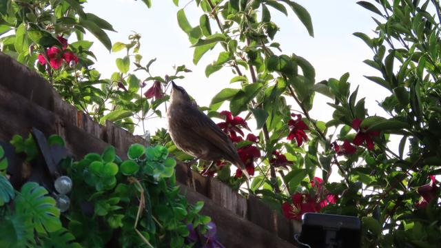 A starling fledging sits atop a wooden fence with a backdrop of apple tree foliage, privet and open clematis flowers in a deep wine red colour.