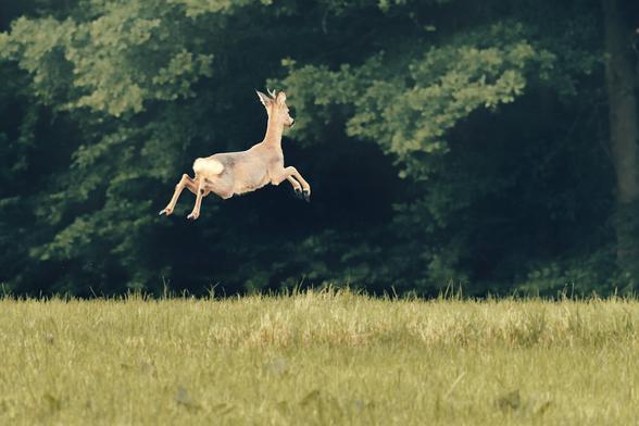 A roe deer is captured mid-air in a powerful leap across a meadow, its body fully extended against a backdrop of dense, dark green forest. The image freezes a fleeting moment of grace and agility in nature, with the vibrant summer foliage creating a contrasting frame for the deer’s motion.