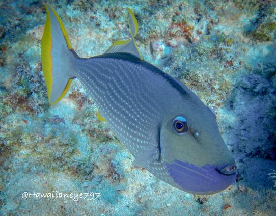 A gray fish with a blue beard, white spots and fin/tail trimmed in golden yellow.