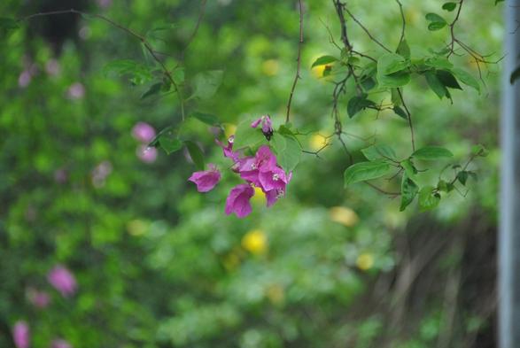 #Bougainvillea blossoms in the garden