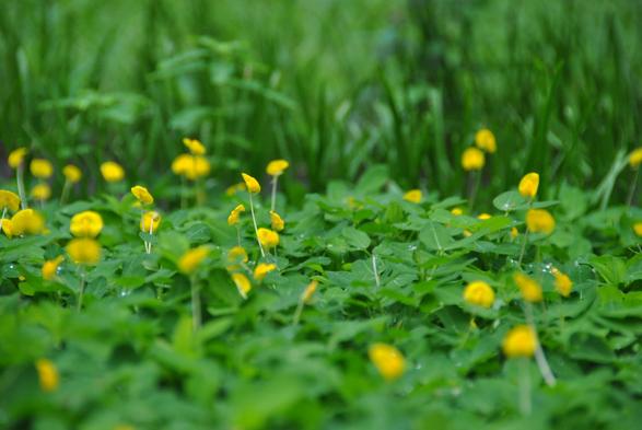 Yellow flowers near fallen bird bath