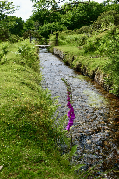 A water channel and foxgloves