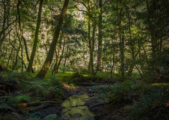 a small creek leading away into a forest in california with late afternoon sun backlighting the trees behind