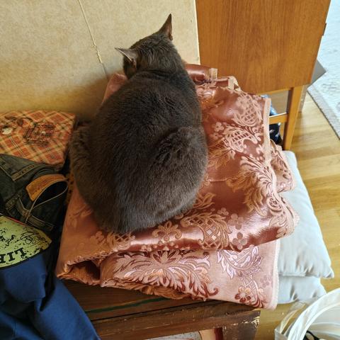 Photographed from above we se a grey cat on top of pale pink damask fabric placed on top of a chest.