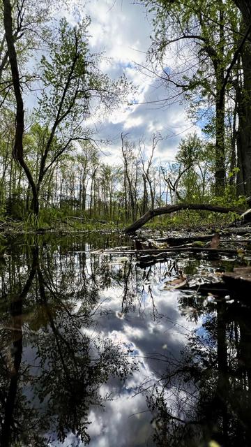 A dramatic cloudy sky and maple trees are reflected on the surface of a swamp.