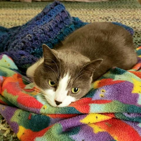 Grey and white tuxedo cat curled up in a pile of fleece and crocheted throws.