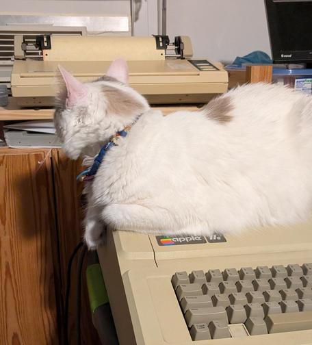 White longhair cat on an Apple IIe computer, his head looking back at a dot matrix printer just behind him.