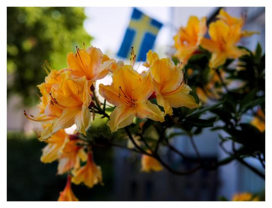 En liggande bild på orangea blommor på en buske. I bakgrunden hänger en svensk flagga.
