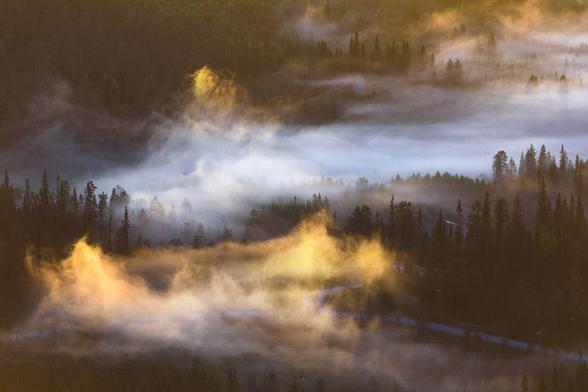 des-forets-dans-la-brume-par-Tiina-Tormanen-1