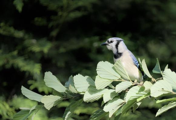 A bluejay stands near the end of a thin, leafy branch, with its body sticking up above the leaves. The background is out of focus evergreen trees. The bird is in profile. The sun is at an angle appropriate for mid afternoon.