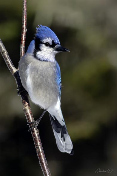 Messager du ciel 🌿
Le geai bleu est fier et curieux, il veille sur la nature. (Blue jay)