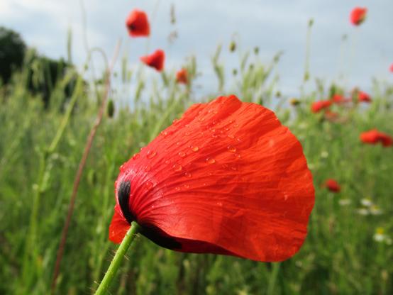 Eine Mohnblüte im Wind. Auf dem äußeren Blütenblatt sitzen noch Tropfen vom letzten Regen.