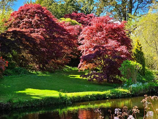 A vibrant garden scene in spring, showcasing large, brilliant red Japanese maple trees on a lush green lawn, reflecting in a calm body of water in the foreground. The sunlight highlights parts of the grass and the water, while other areas are in shade. White and green plants are visible on the far bank of the water, and taller green trees form the background under a bright blue sky.