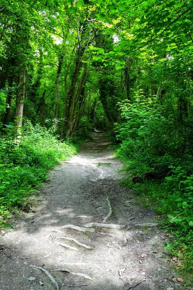 A narrow, winding dirt path meanders through a dense, lush green forest. Sunlight filters through the canopy, creating dappled patterns of light and shadow on the path, revealing exposed tree roots in the foreground. The trees on either side are tall and slender, their branches laden with vibrant green leaves that form a tunnel-like effect over the pathway. The undergrowth is thick with various shades of green foliage, giving the impression of a tranquil and secluded woodland trail.
