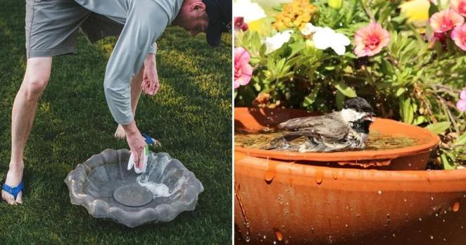 Gardener Designs an Ingenious ‘Bird Bath Planter’— Now, Both Birds and Pollinators Are Loving It