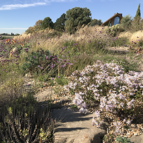 A barely used gravel footpath crosses the image disappearing behind clumps of flowers and then reappearing again. Pale mauve asters grows on the right of the path and verbenas on the left. A little further away on the left, there are red/yellow kniphofias and more verbenas on the right. Clumps of dry, straw coloured grasses populate the centre-ground, whilst a line of trees forms a backdrop, framing the image against a pale blue, cloud-flecked sky. A building appears inconspicuously in the top right of the image.