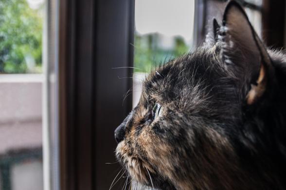 Kopf einer Katze, die durch ein Fenster nach draussen schaut (wir sehen nicht, was die Katze sieht, aber ich weiss es: das Vogelbad).