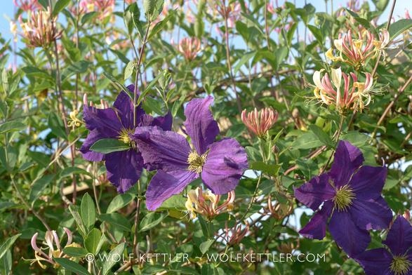 The photograph shows flowering honeysuckle and clematis seemingly growing as one plant.