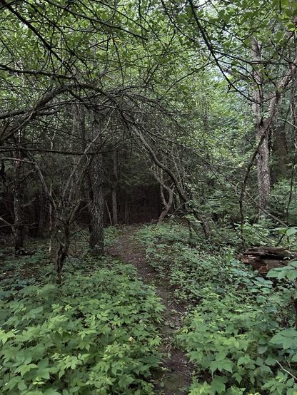 A footpath winds through a forest, with green plants beside it.