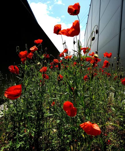 rote Mohnblumen vor blauem Himmel mit weißen Wolken. Links und rechts Lagerhallen.