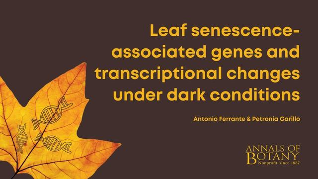 Leaf senescence-associated genes and transcriptional changes under dark conditions