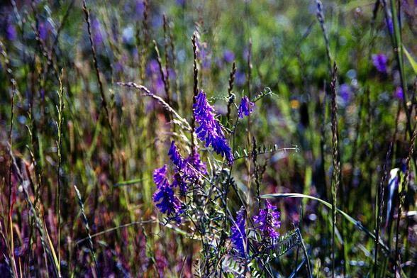 Small purple wildflowers growing in the grass

Nikon FM3A | Nikon 28-105 | Kodak Ultramax 400 400

Home developed in Cinestill C-41 Stock