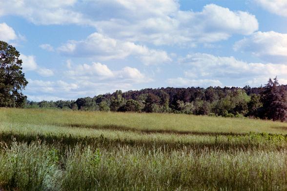 A field of tall grass with a few shadows from clouds on it. A line of trees on the horizon and a blue sky partially filled with puffy white clouds

Nikon FM3A | Nikon 28-105 | Kodak Gold 200 200

Home developed in Cinestill C-41 Stock