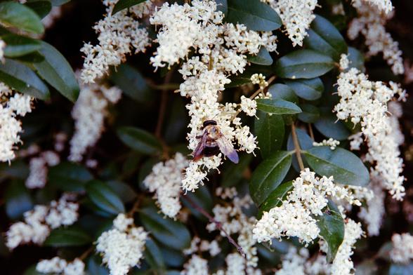 A close up of a honeybee gathering whatever honeybees gather on a pile of small white flowers

Nikon FM3A | Nikon 28-105 | Kodak Ultramax 400 400

Home developed in Cinestill C-41 Stock