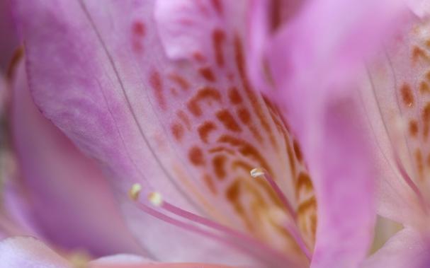 Macro photograph of a lilac and pink azalea flower, showing the brown cheetah pattern in the middle and fine pink and white stamens coming out of the centre.