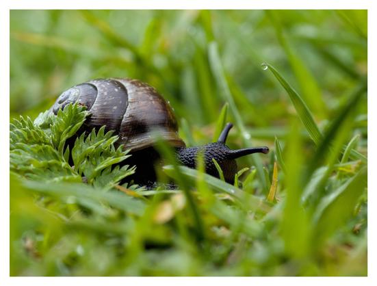 En liggande bild på en svart snäcka (snigel med hus) som kryper åt höger i grönt gräs. Huset är mörkbrunt med ljusbruna prickar. En vattendroppe hänger från ett grässtrå över huvudet.