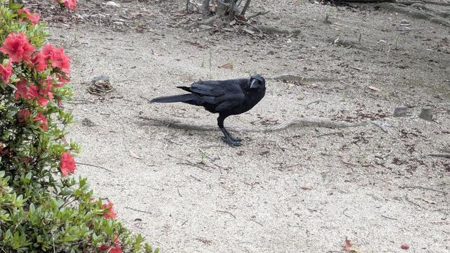 Mr Crow in the park, looking at me.